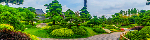 豐富的苗木種植經(jīng)驗